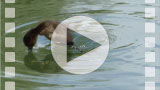FZ006251 Duck diving Tufted duckling (Aythya fuligula).mp4